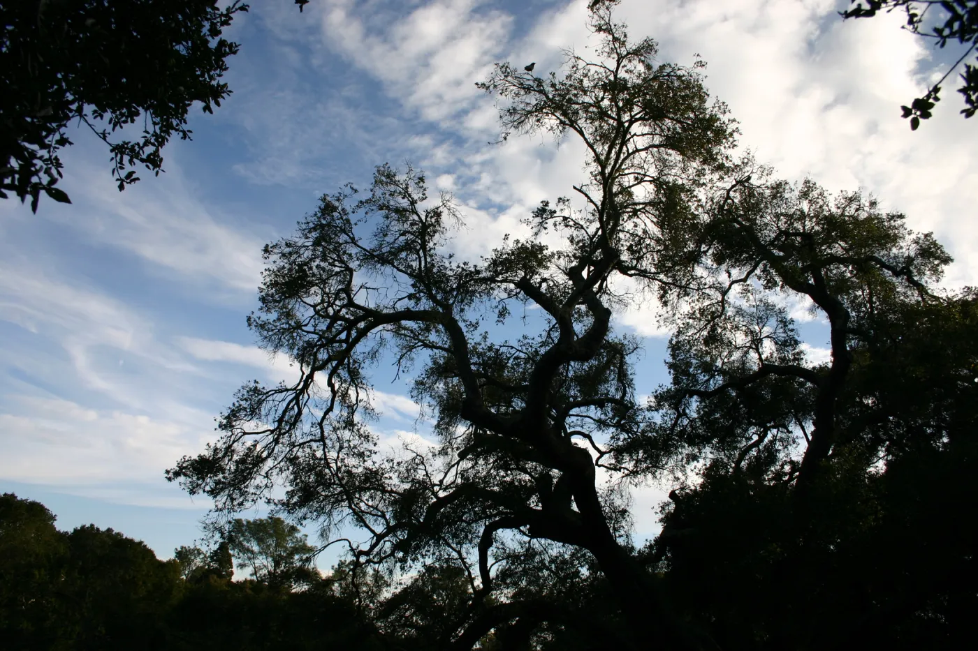Meadow Oak, 2006