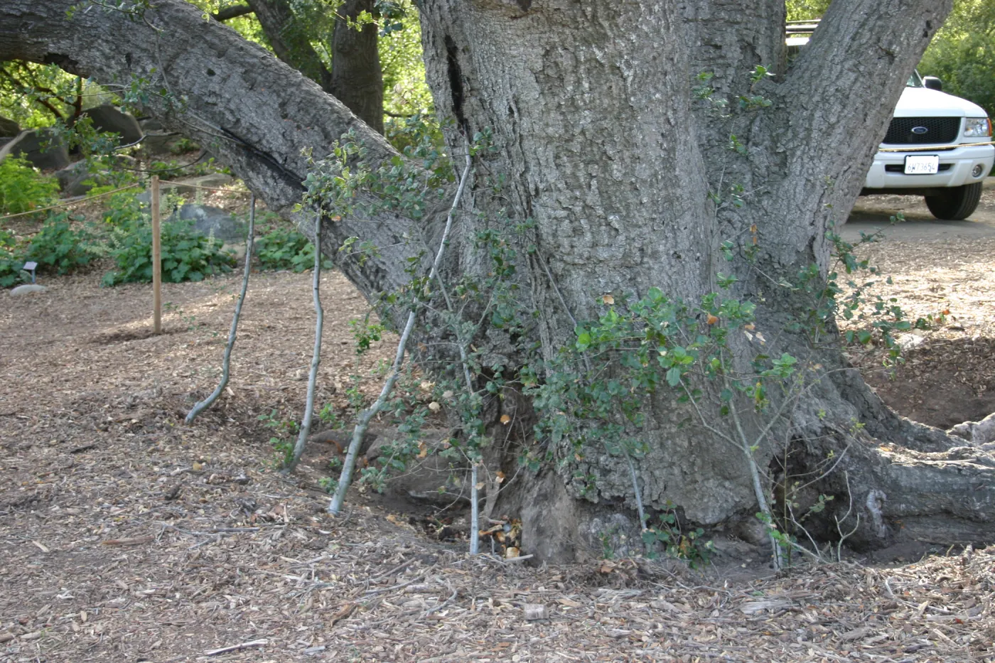 Meadow Oak, 2006