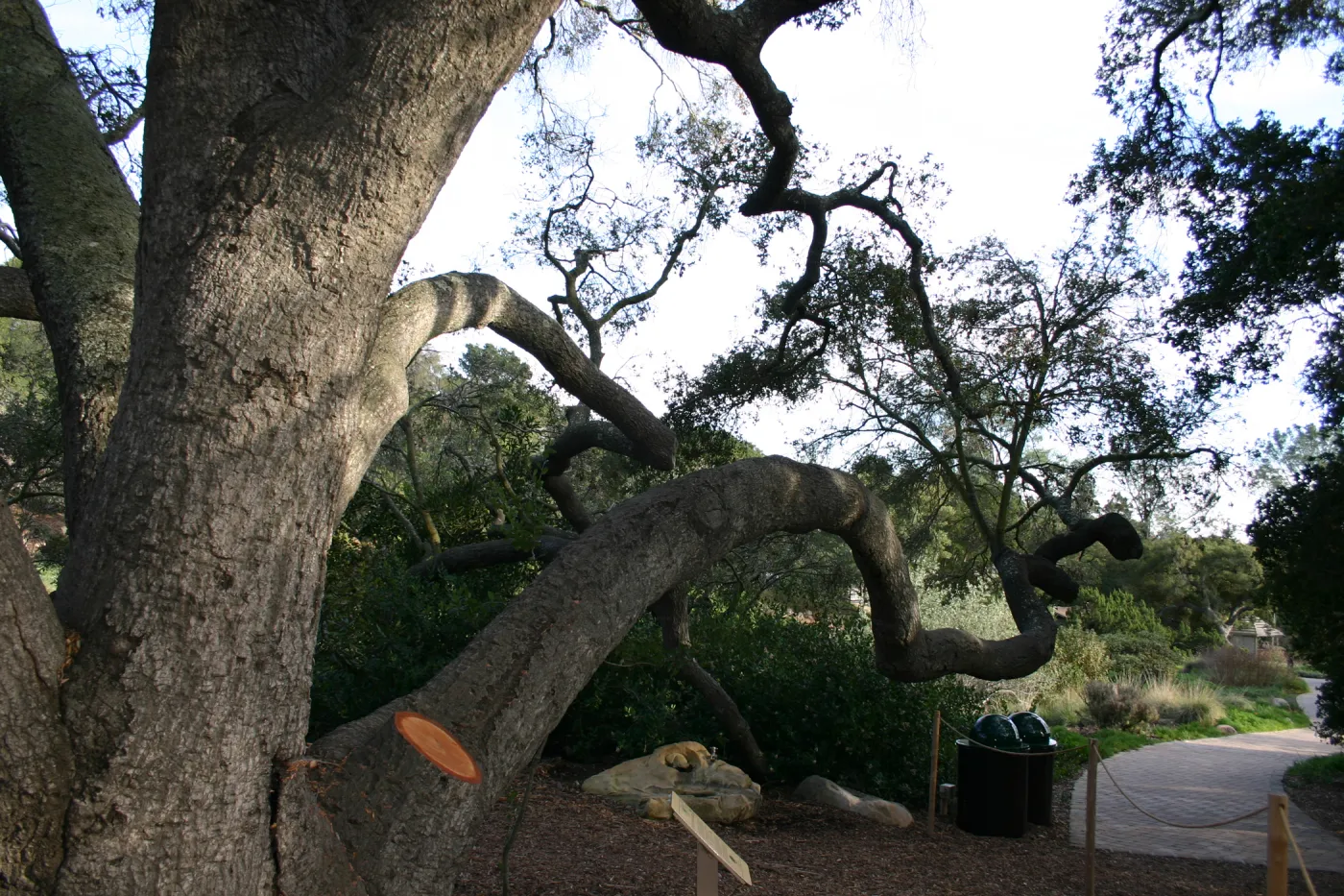 Meadow Oak, 2006
