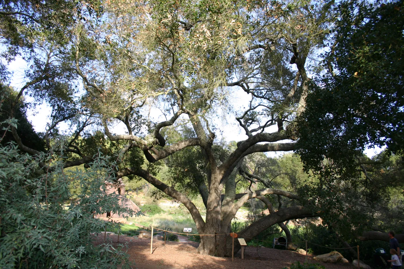Meadow Oak, 2006 (Coastal Live Oak)