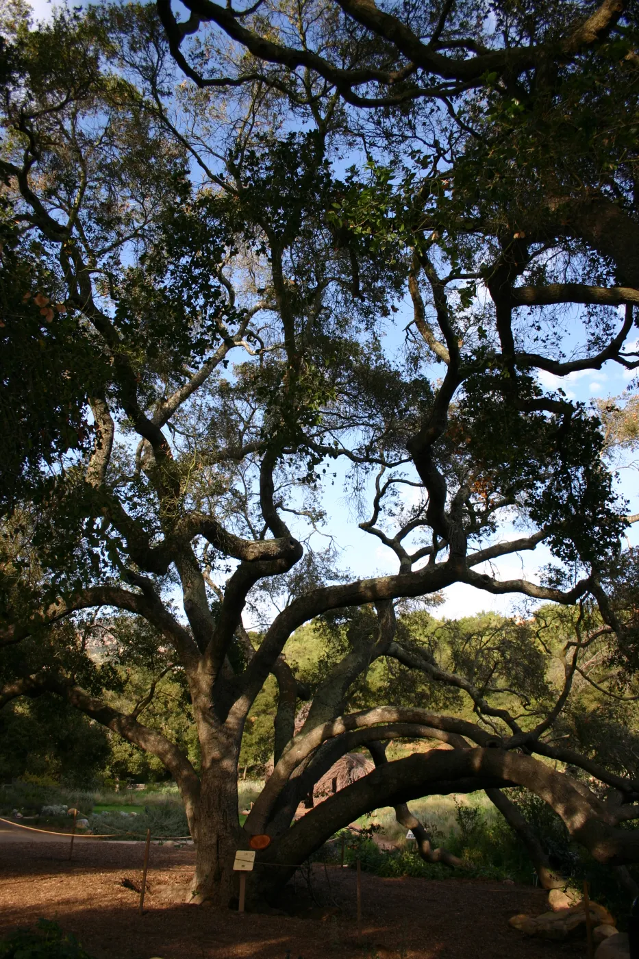 Meadow Oak, 2006 (Coastal Live Oak)