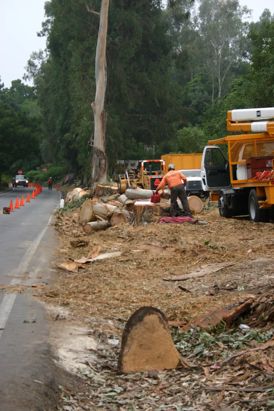 Removal of Eucalyptus trees along Mission Canyon Road