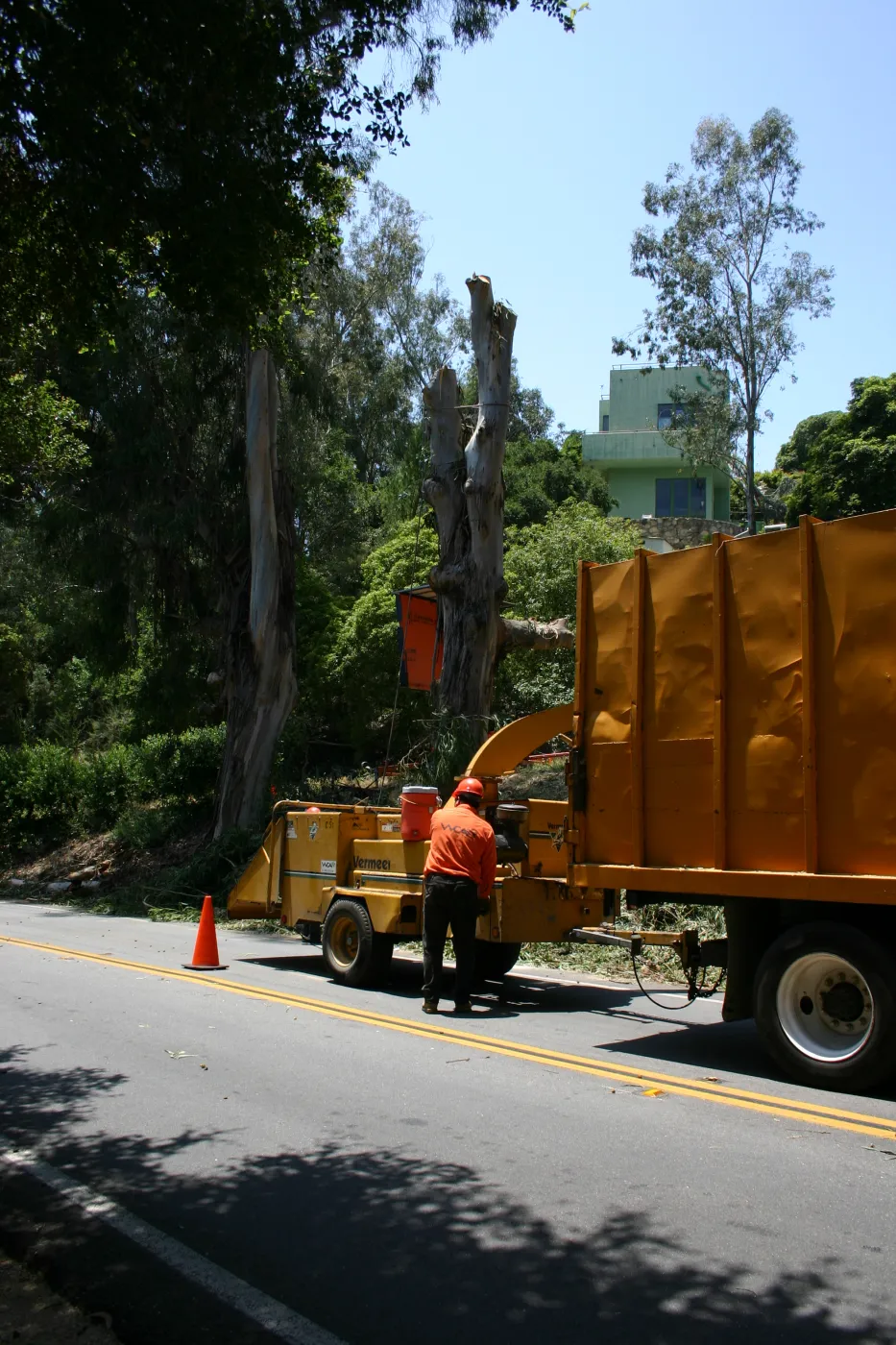 Removal of Eucalyptus trees along Mission Canyon Road