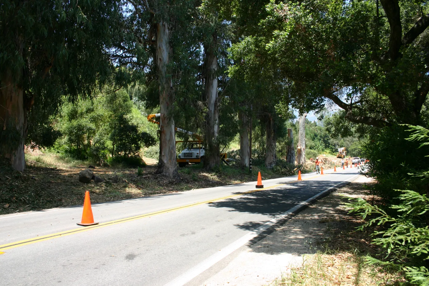 Removal of Eucalyptus trees along Mission Canyon Road