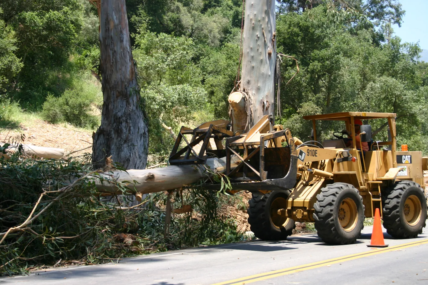 Removal of Eucalyptus trees along Mission Canyon Road