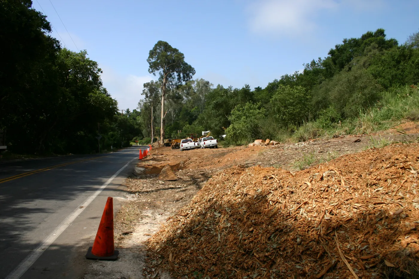 Removal of Eucalyptus trees along Mission Canyon Road