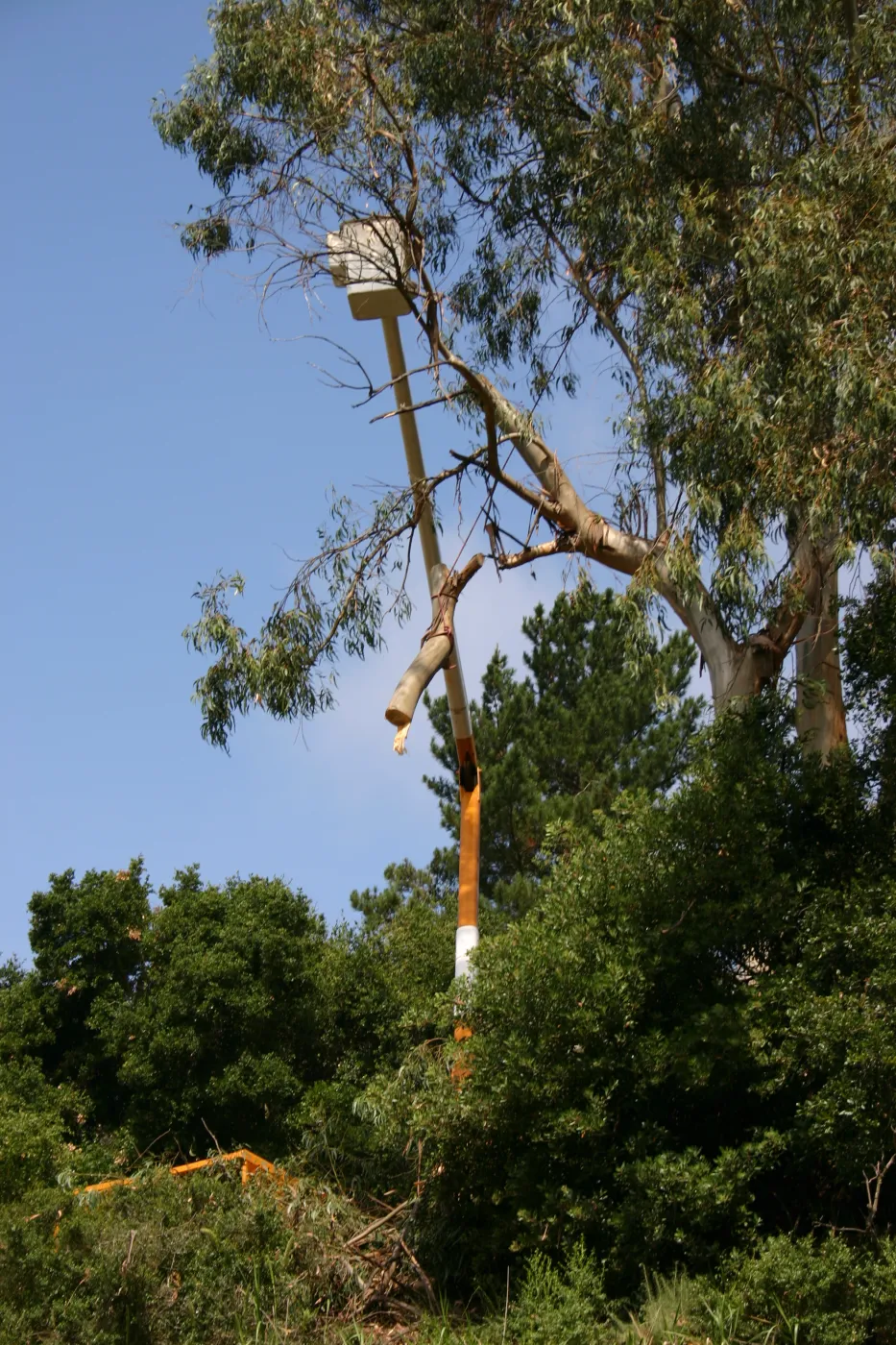 Removal of Eucalyptus trees along Mission Canyon Road