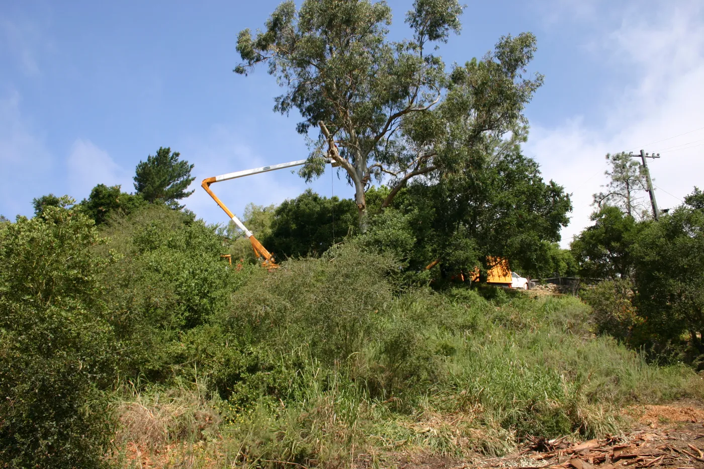 Removal of Eucalyptus trees along Mission Canyon Road