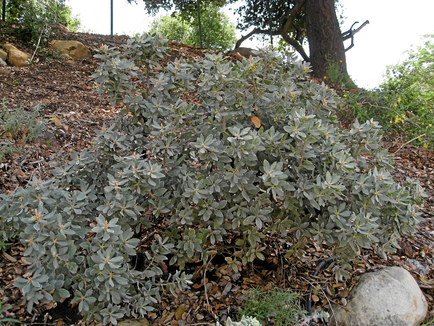 Arctostaphylos canescens (Hoary manzanita) on parking lot bank