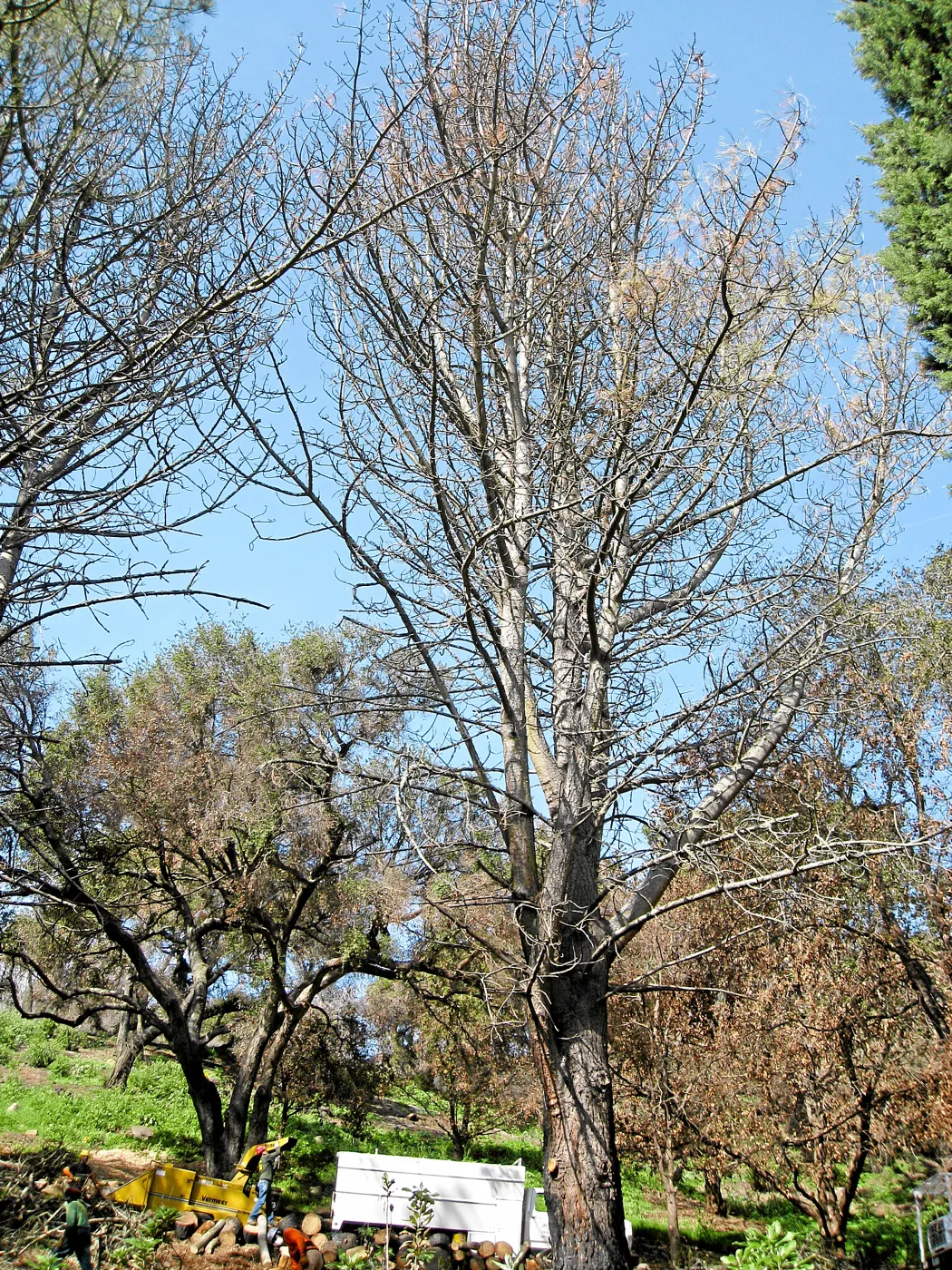 Torrey pines being removed after Jesusita Fire in Island Section