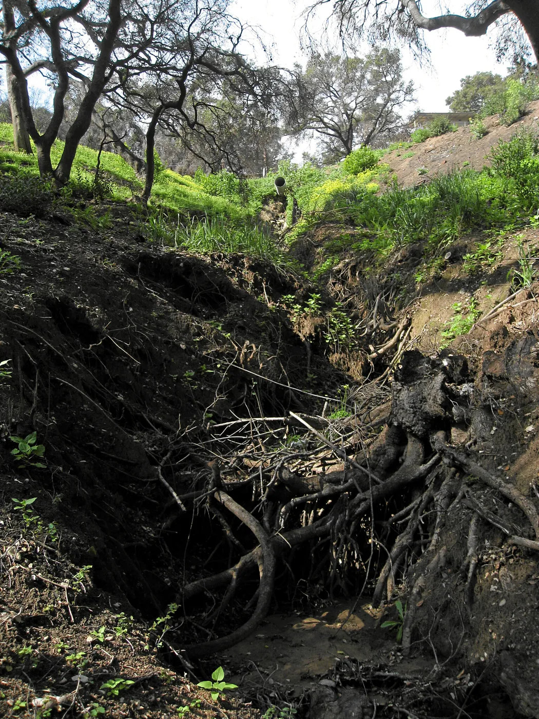 Erosion on Pritchett trail