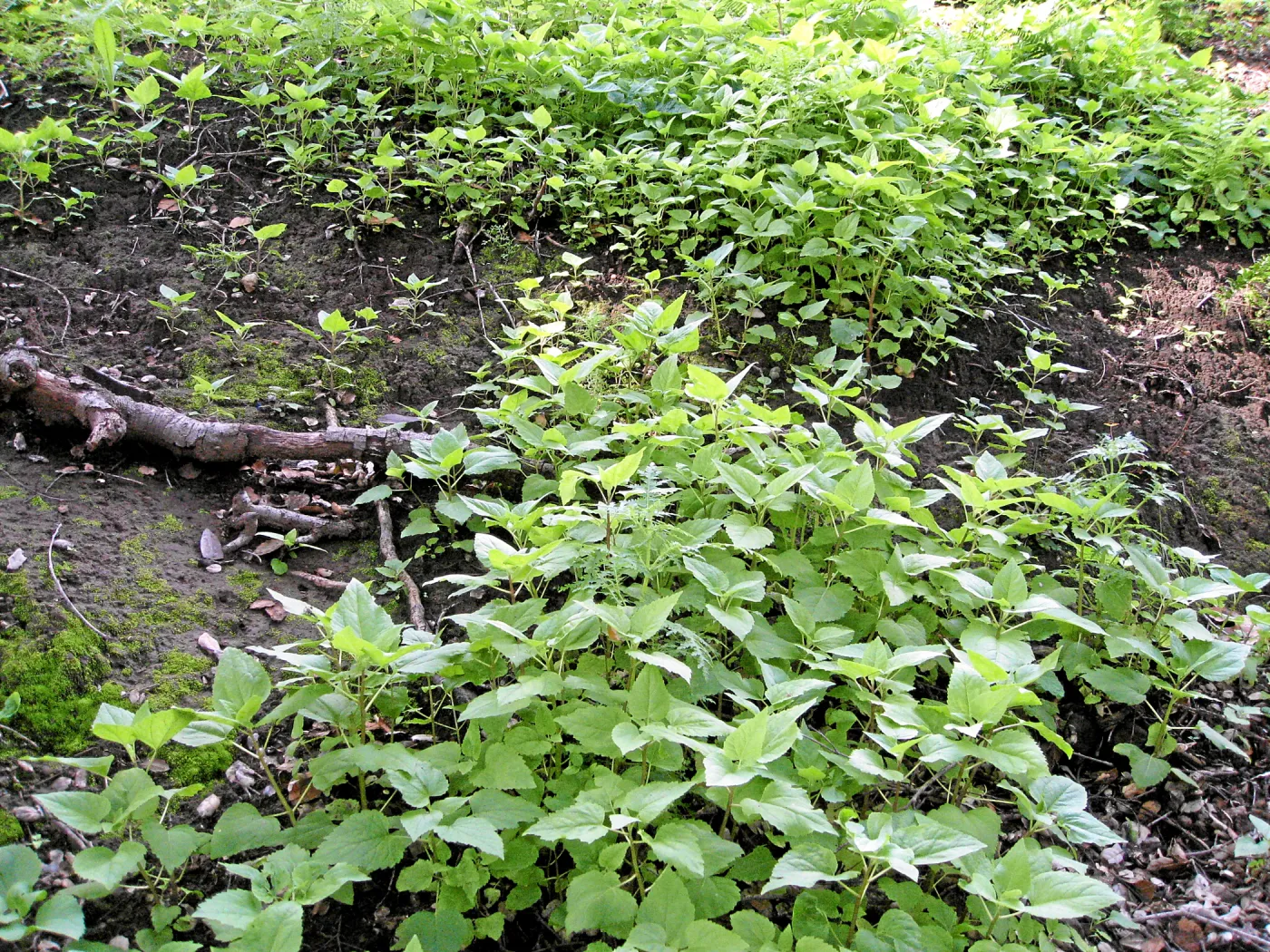 Venegasia sprouting on Pritchett Trail