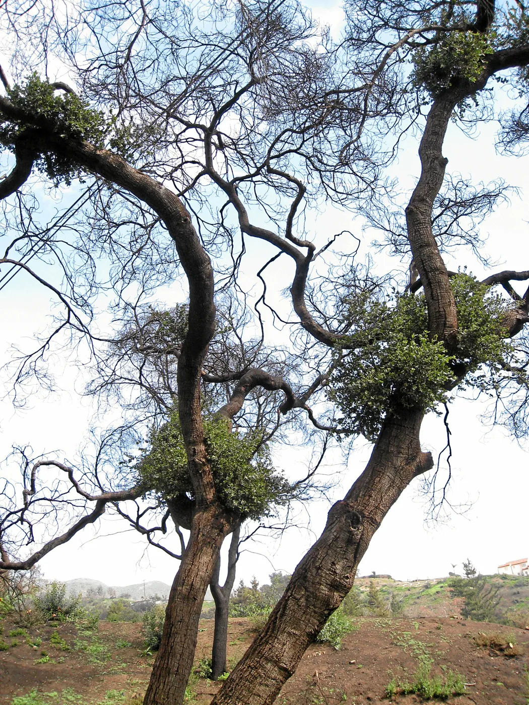 Quercus agrifolia (Coastal Live Oak) resprouts on Pritchett trail