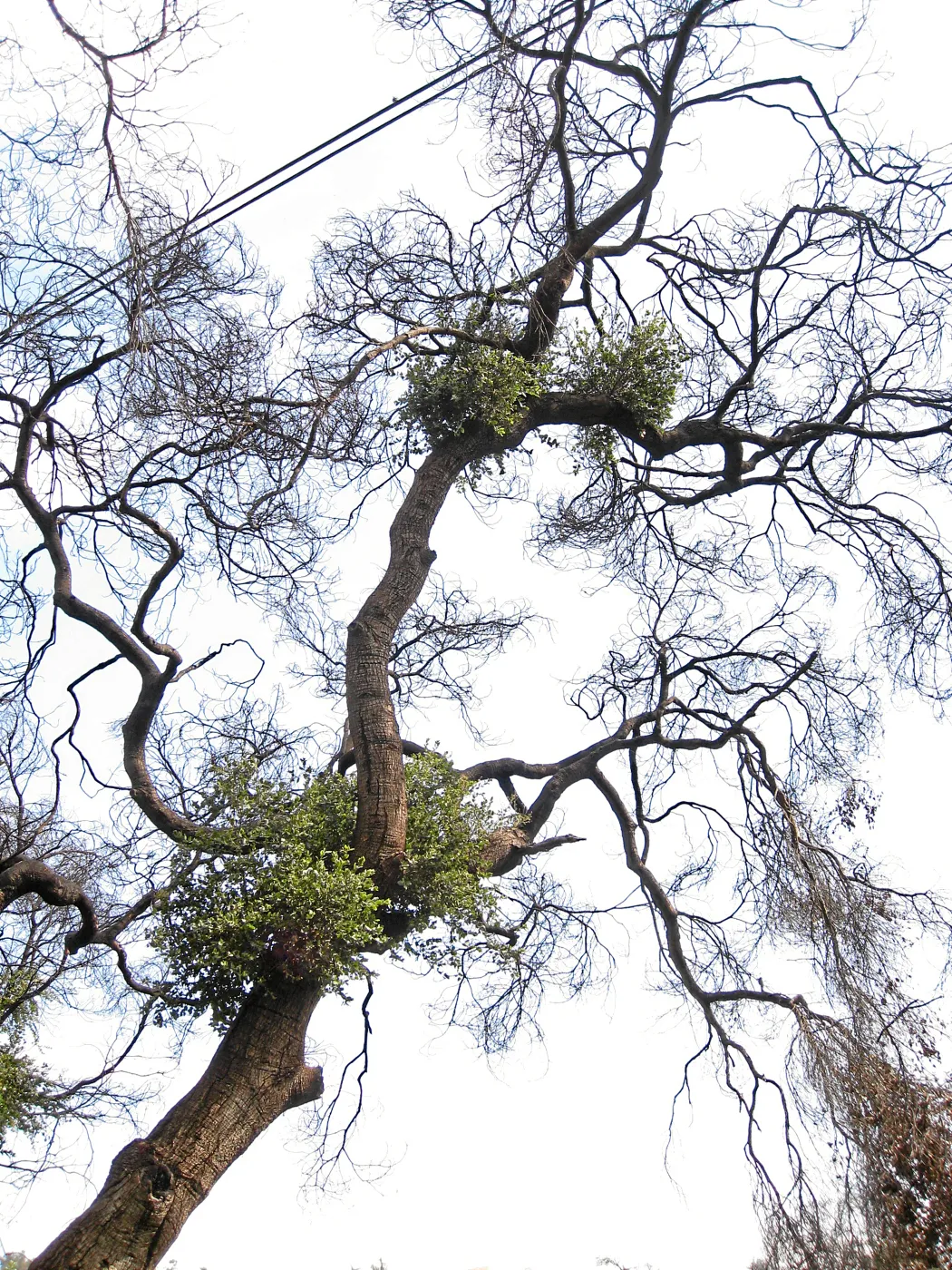 Quercus agrifolia (Coastal Live Oak) resprouts on Pritchett trail