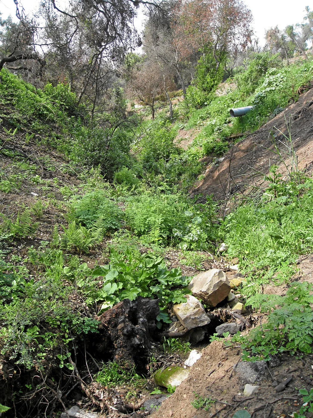 Erosion and regeneration on Pritchett Trail