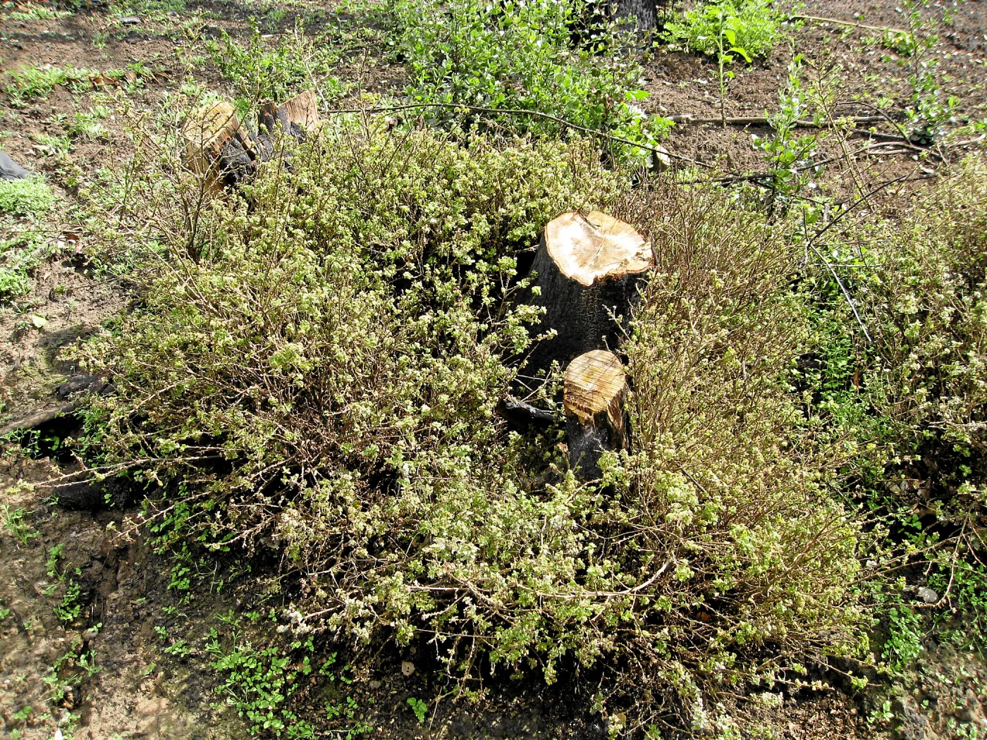 Quercus dumosa (Coastal Live Oak?) resprouts on Pritchett Trail after Jesusita Fire