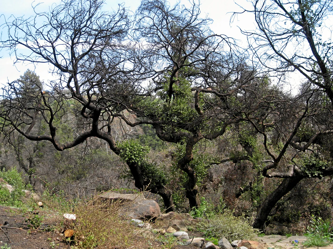 Quercus agrifolia (Coastal Live Oak) resprouts on Pritchett Trail after Jesusita Fire