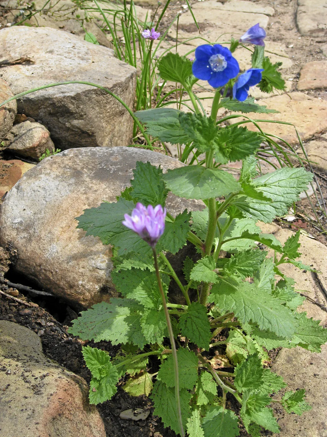 Phacelia viscida and Dichelostemma by Pritchett Bench after Jesustia Fire