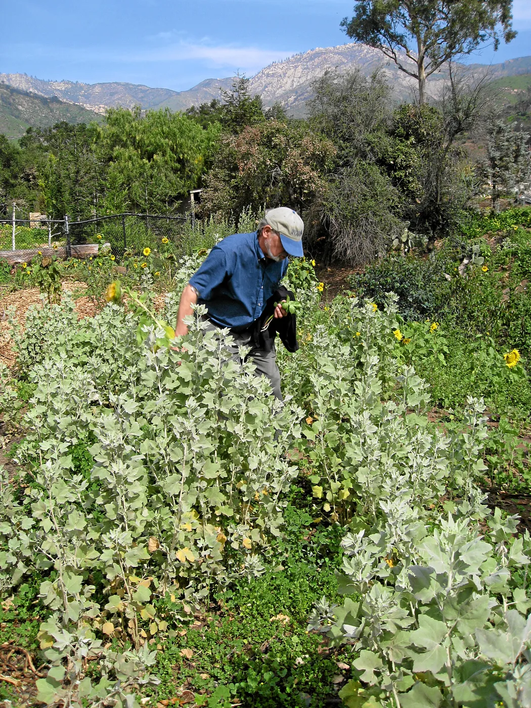 Dieter Wilken at Malacothamnus fasciculatus patch post fire at Tunnel gate
