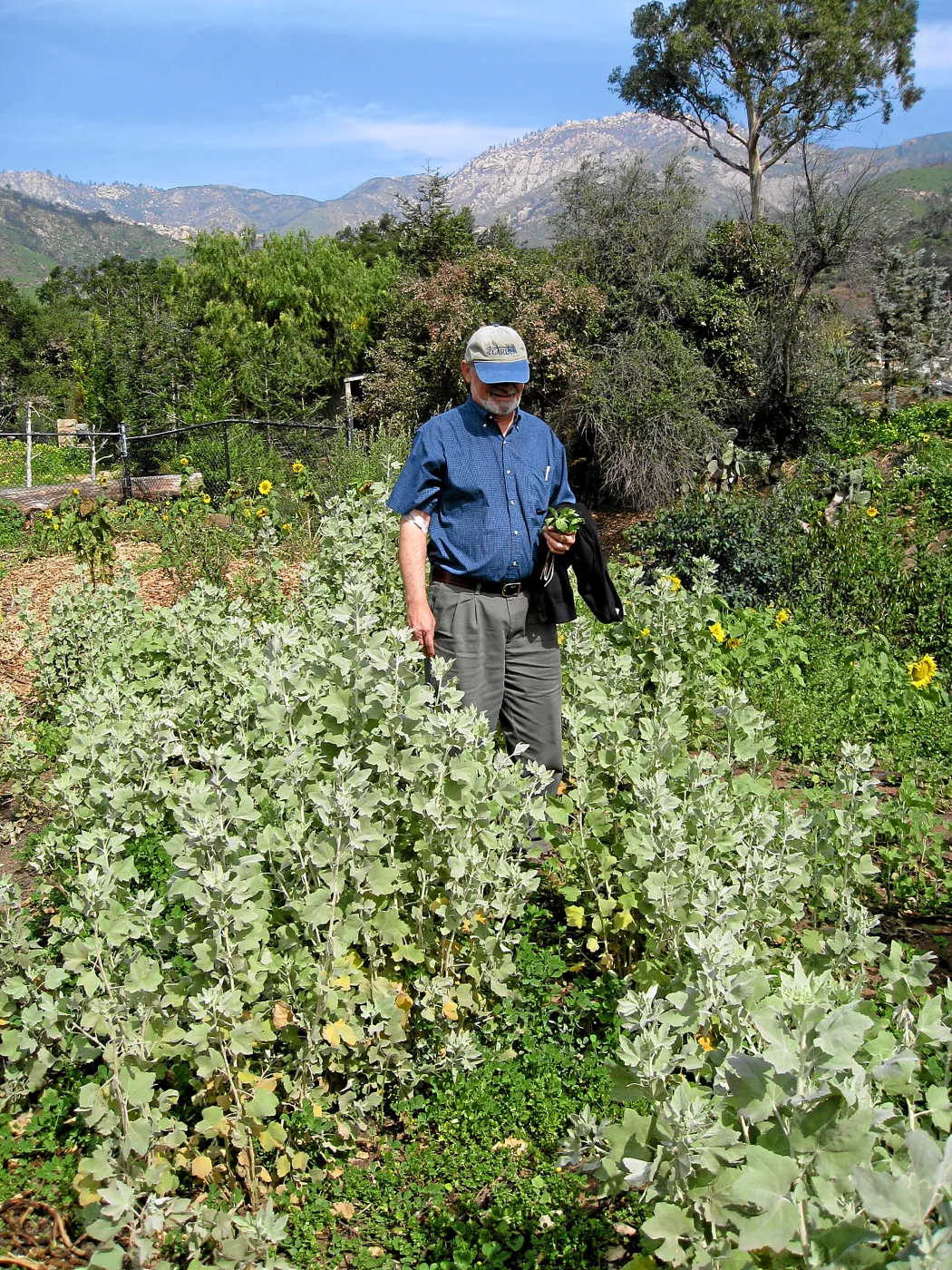 Dieter Wilken at Malacothamnus fasciculatus patch post fire at Tunnel gate
