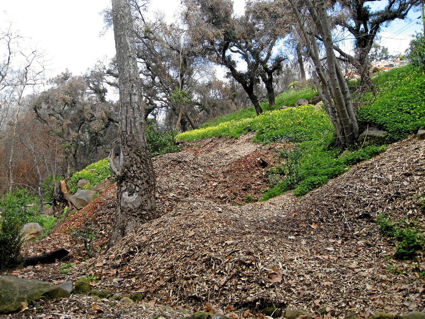 Slope lower Woodland Trail showing heavy infestation of Oxalis post fire