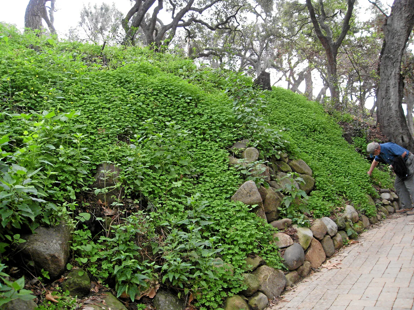 Slope lower Woodland Trail showing heavy infestation of Oxalis post fire