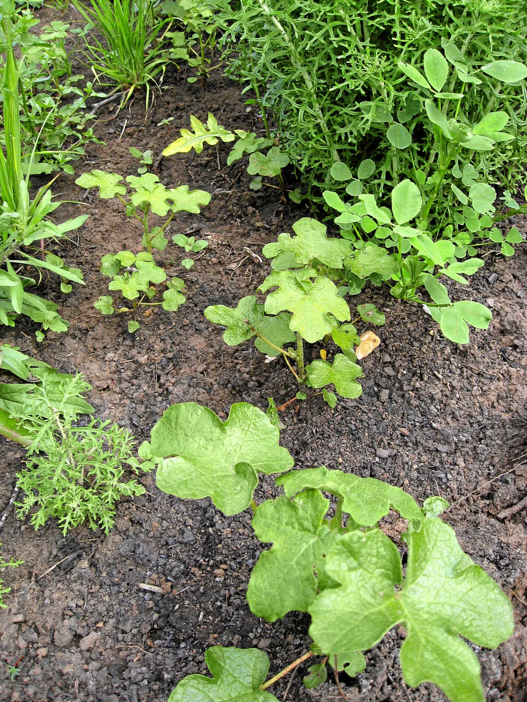Fremontodendron seedlings post fire in Cypress section
