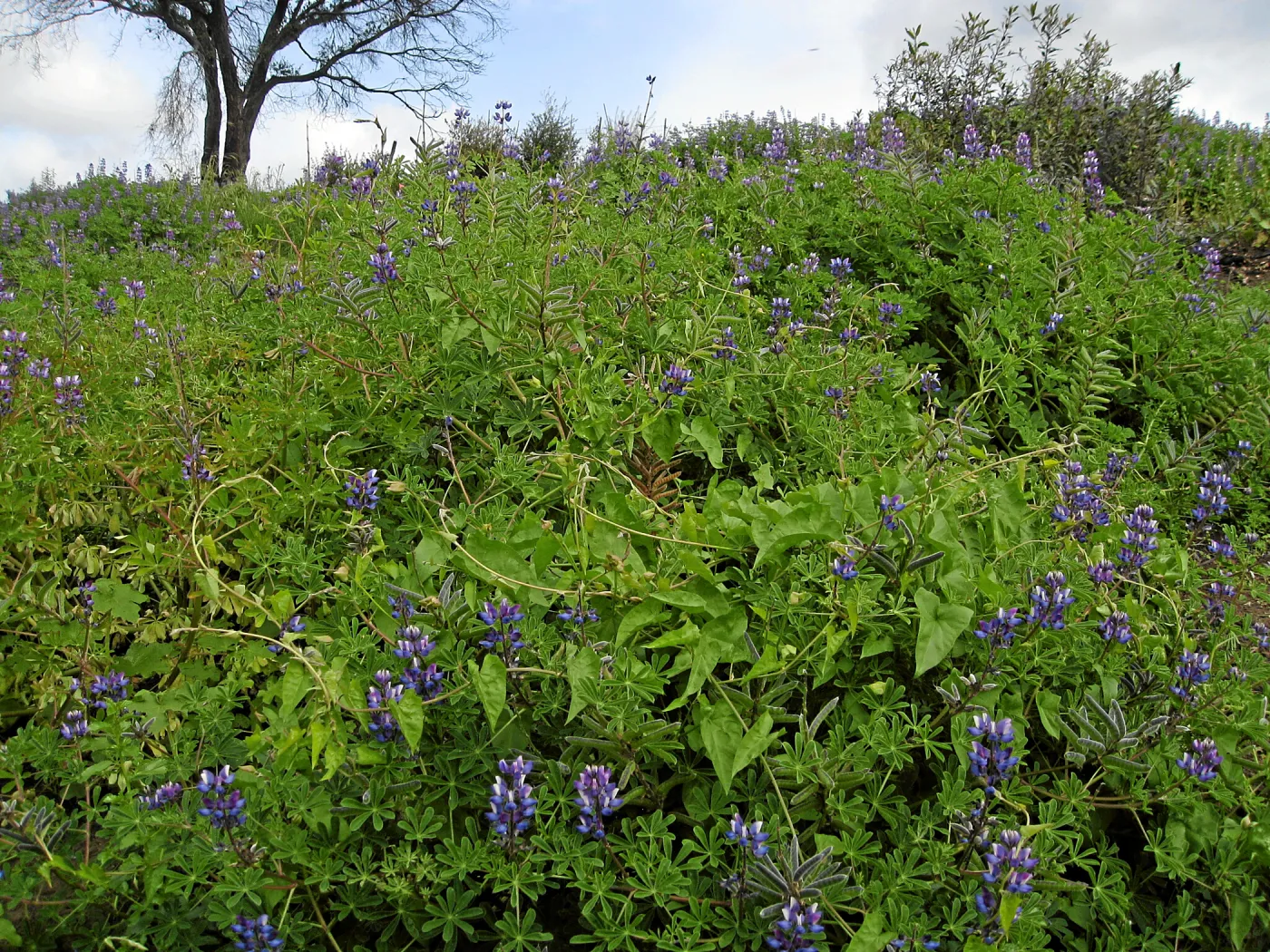 Lupinus succulentus post fire in Cypress Section