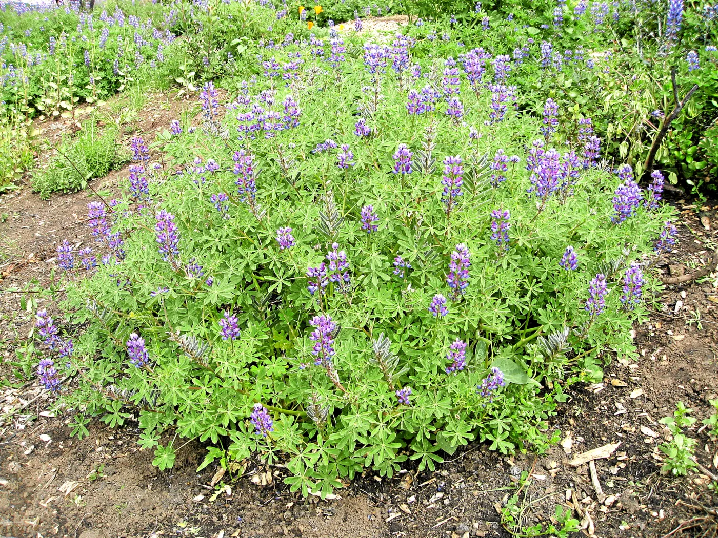 Lupinus succulentus post fire in Cypress Section