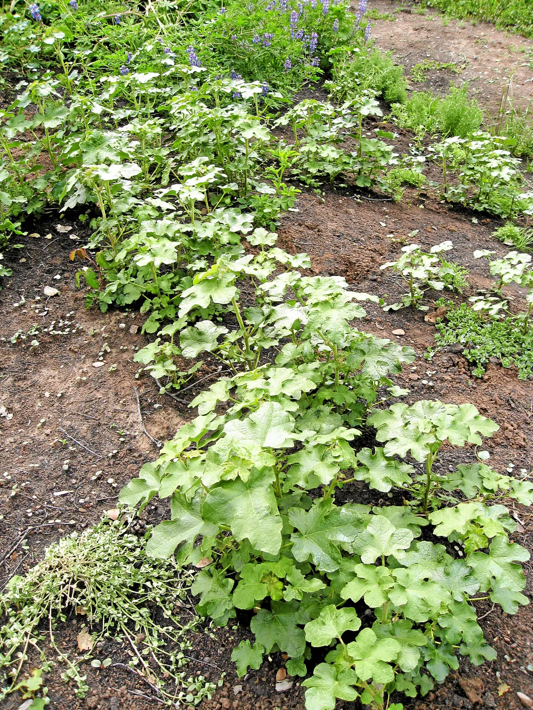 Fremontodendron seedlings post fire in Cypress Section