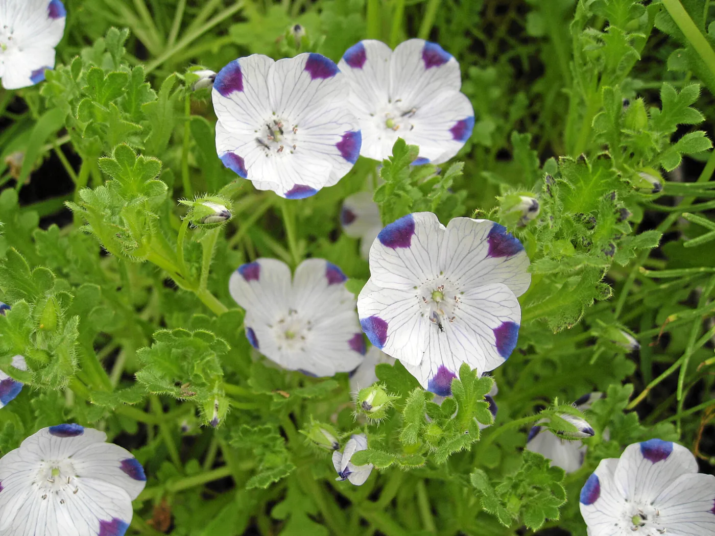 Nemophila maculata in Ceanothus section