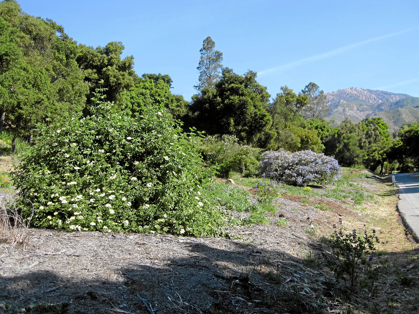 Sambucus mexicana at Tunnel Triangle