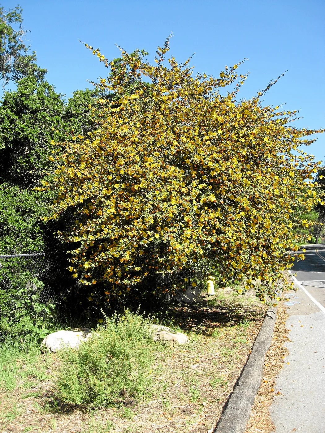 Fremontodendron at jct of Las Canoas and Mission Canyon Rds