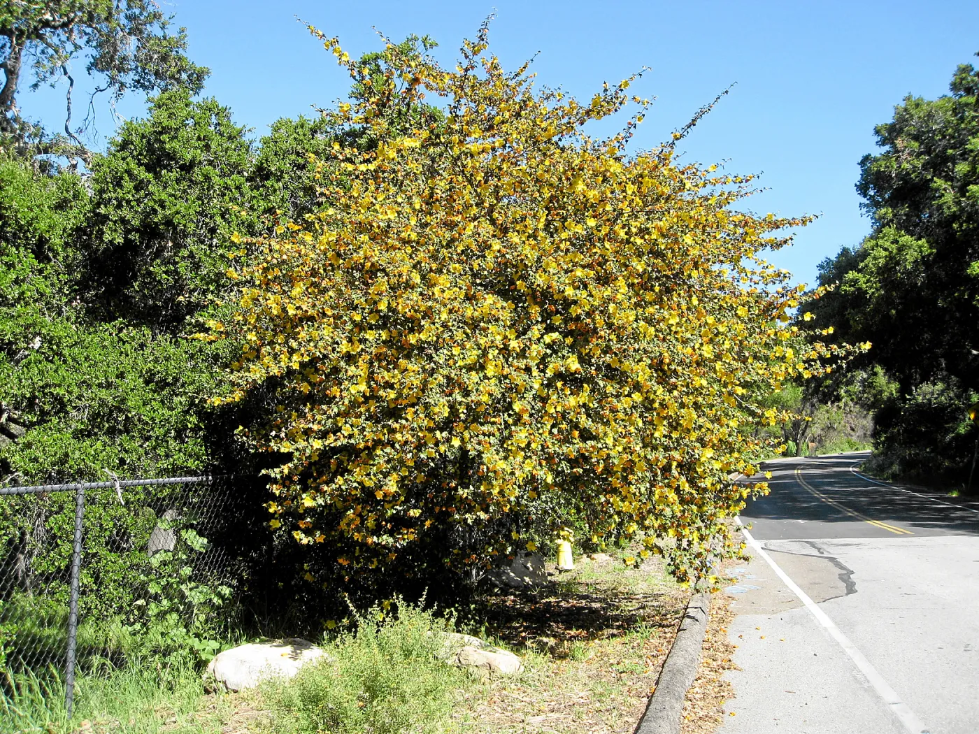 Fremontodendron at jct of Las Canoas and Mission Canyon Rds
