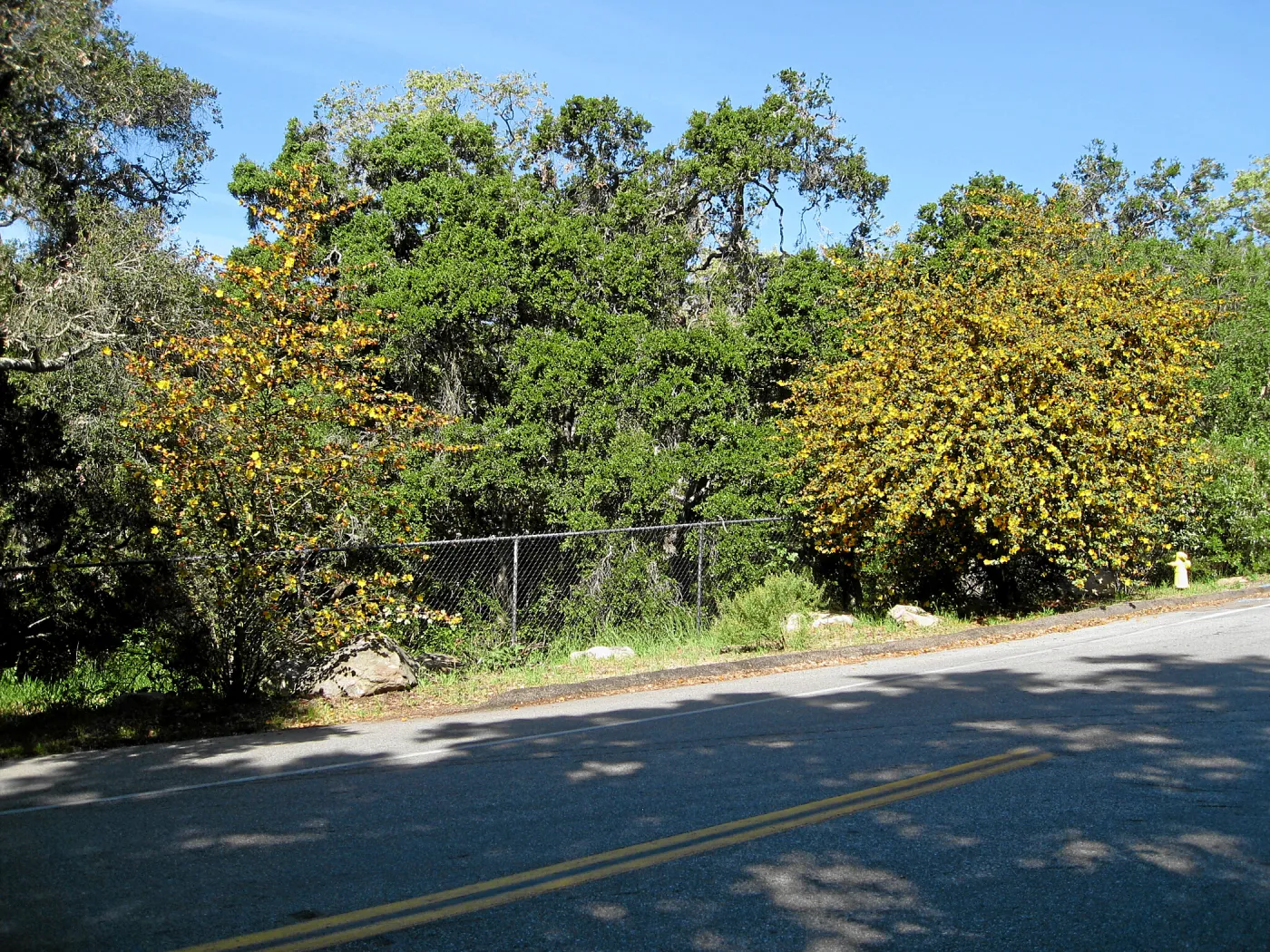 Fremontodendron at jct of Las Canoas and Mission Canyon Rds