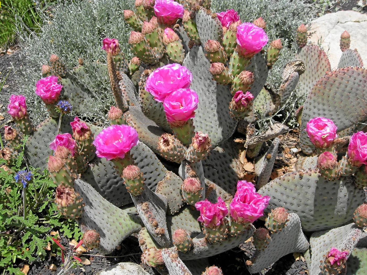 Opuntia basiliaris in Desert Section