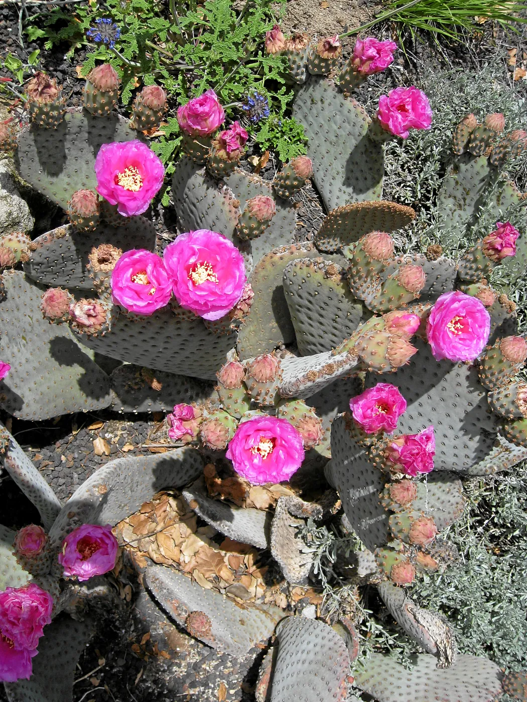 Opuntia basiliaris in Desert Section