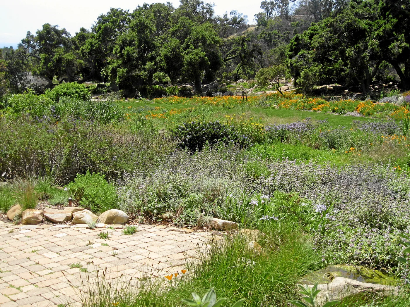 Meadow from bird bath