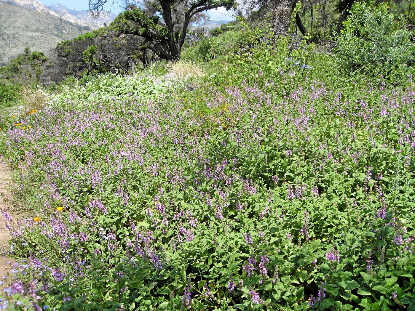 Stachys bullata in Meadow View post fire