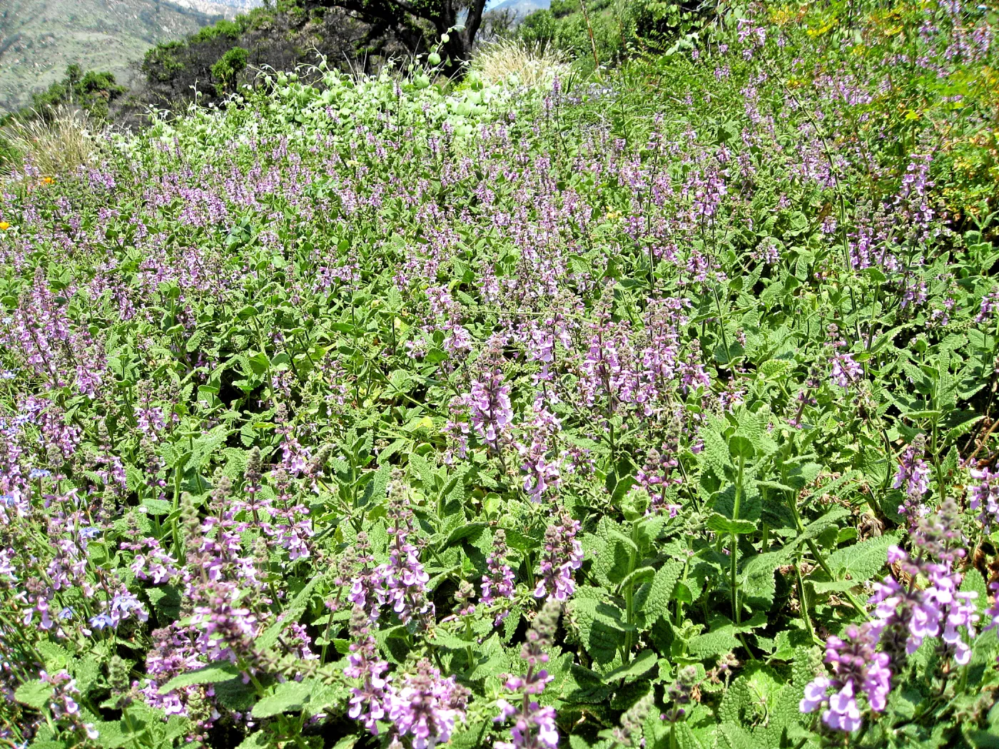 Stachys bullata in Meadow View post fire