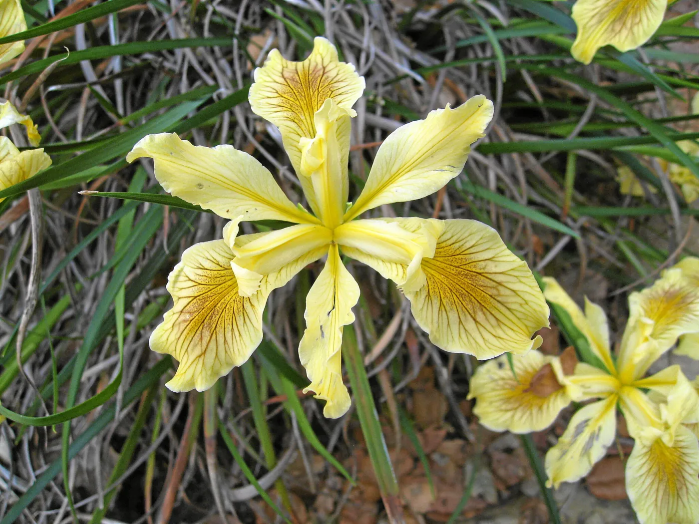 Iris 06-46 from Matillija Nursery cv Garden Delight