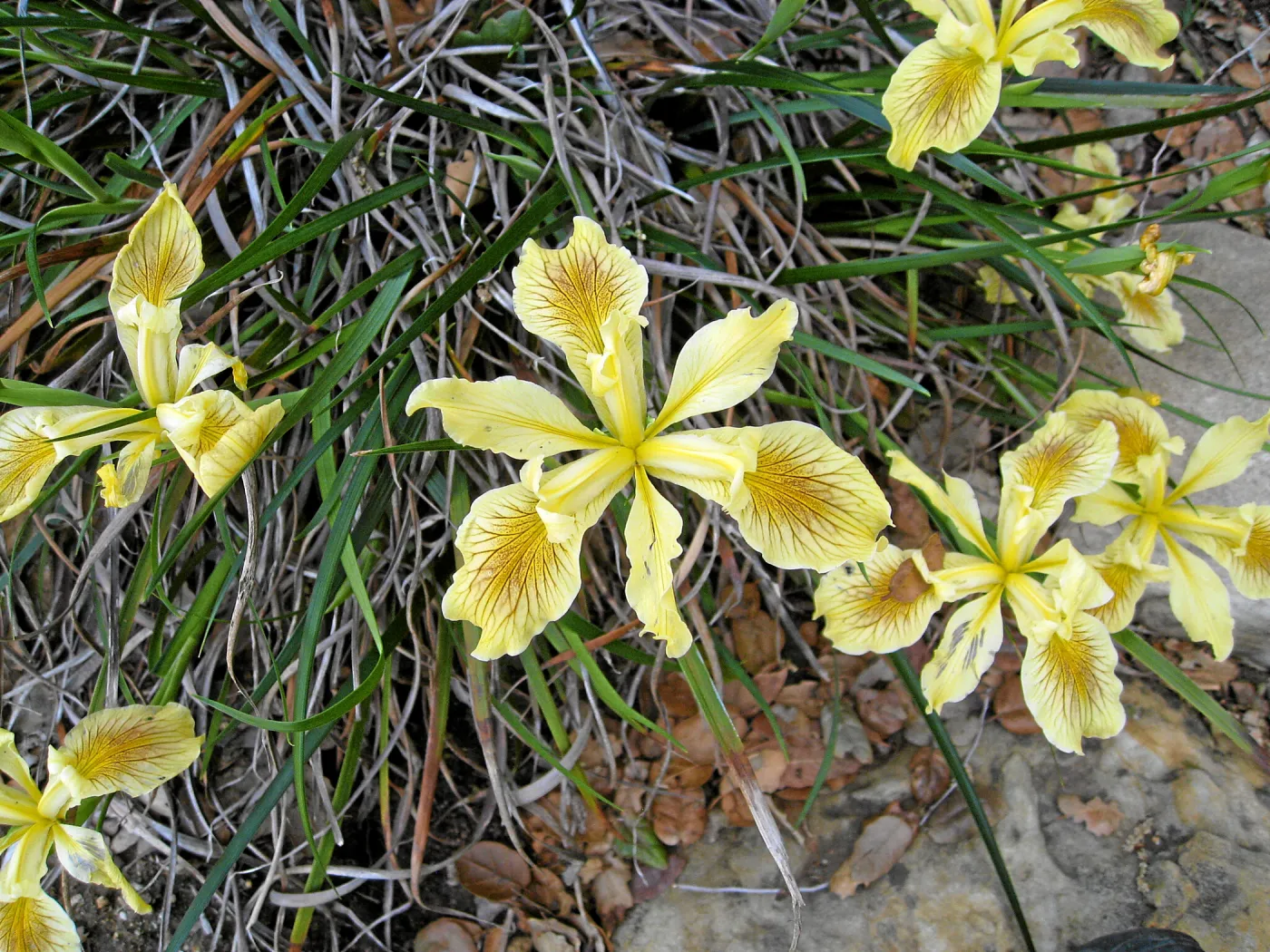 Iris 06-46 from Matillija Nursery cv Garden Delight