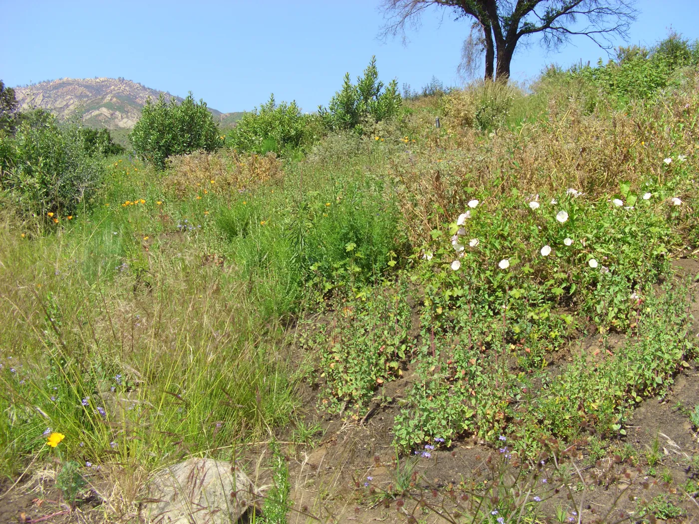 One year after Jesusita Fire - Cypress Section