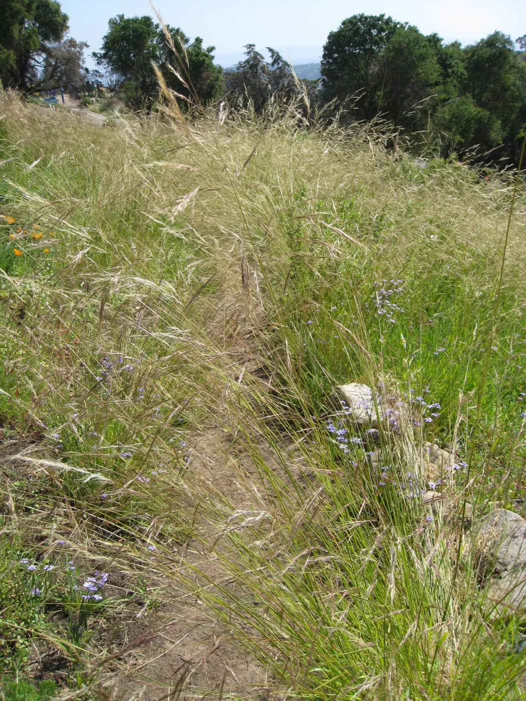 One year after Jesusita Fire - Cypress Section. Nassella lepida
