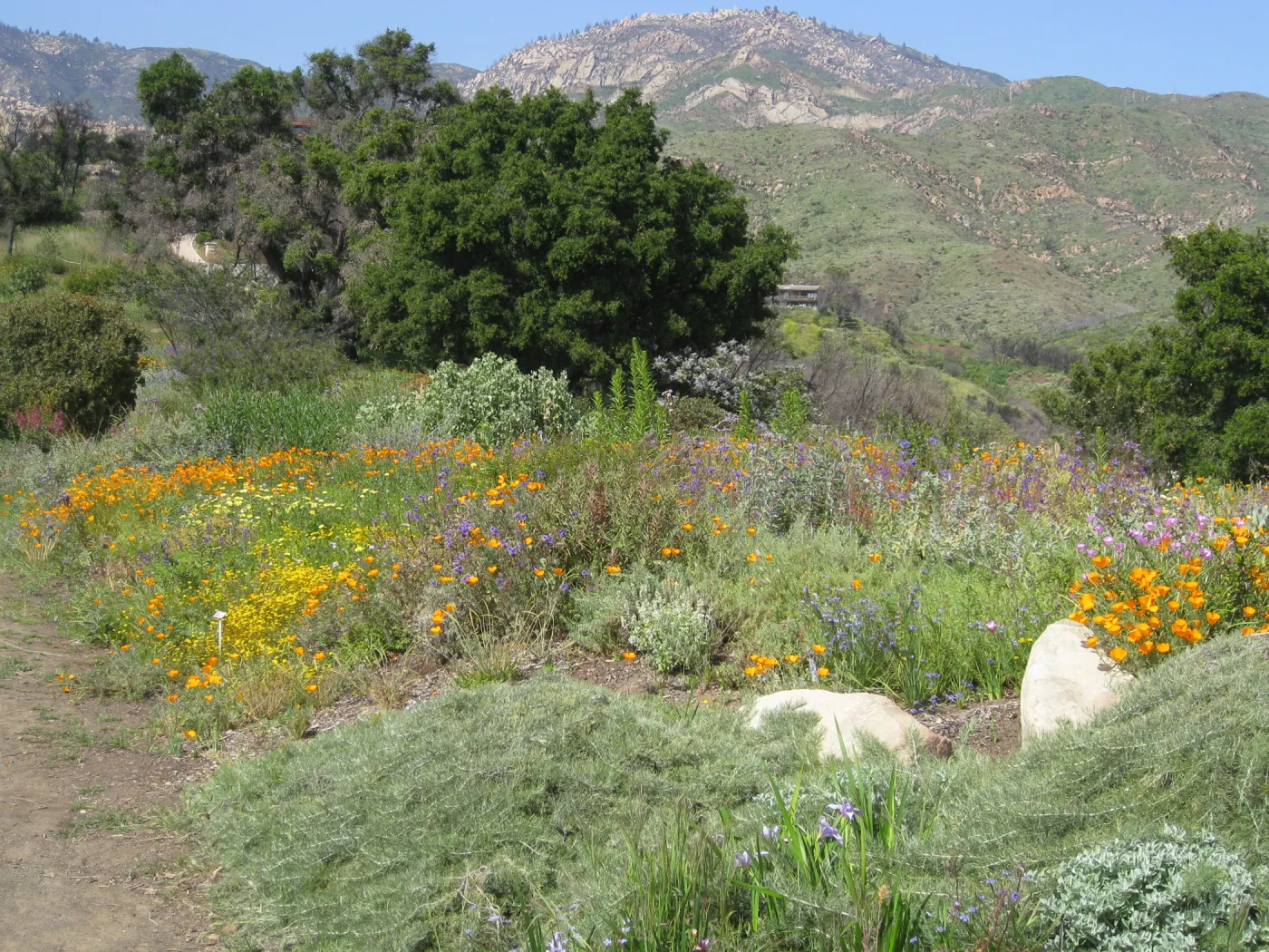 One year after Jesusita Fire. Top of Porter trail looking north