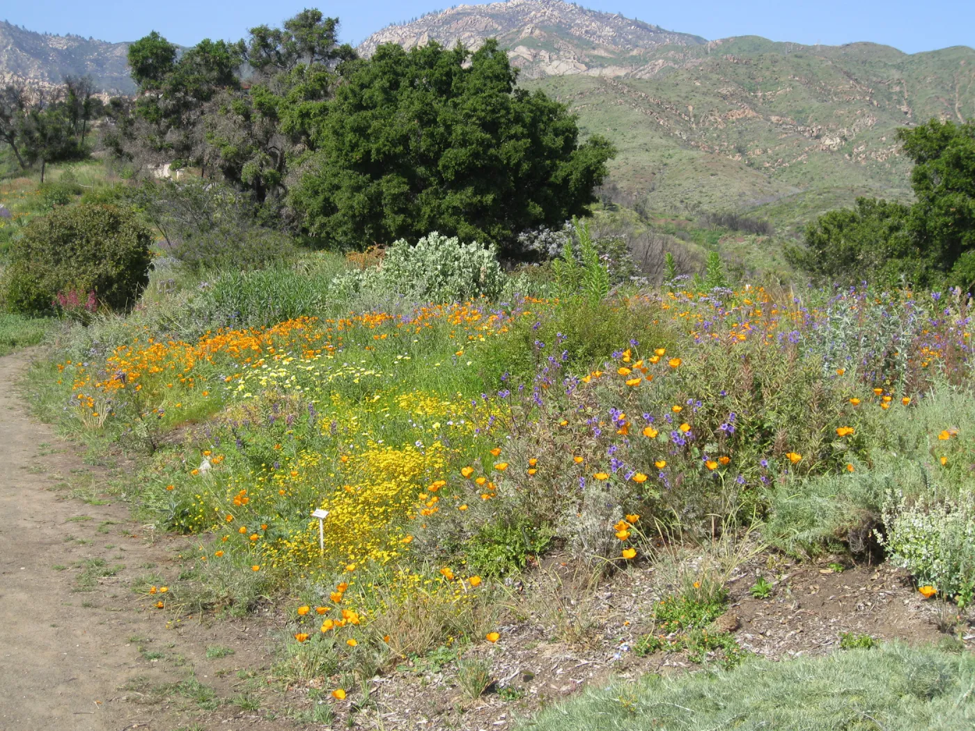 One year after Jesusita Fire. Top of Porter trail looking north