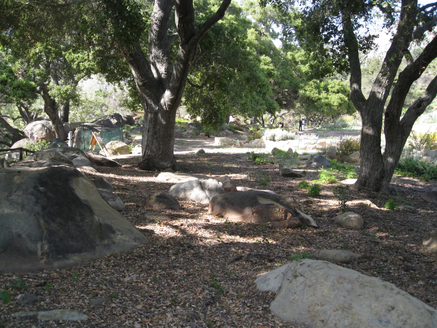 One year after Jesusita Fire. Meadow Oaks