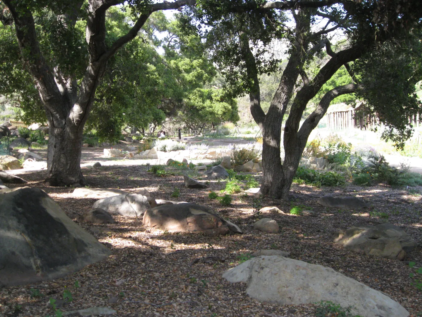 One year after Jesusita Fire. Meadow Oaks