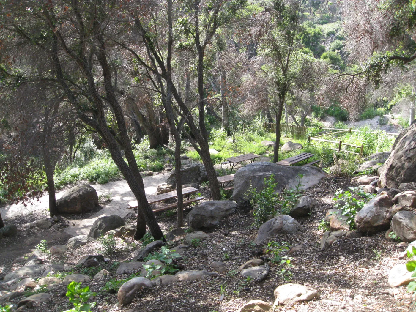 One year after Jesusita Fire. Picnic area on Campbell Trail