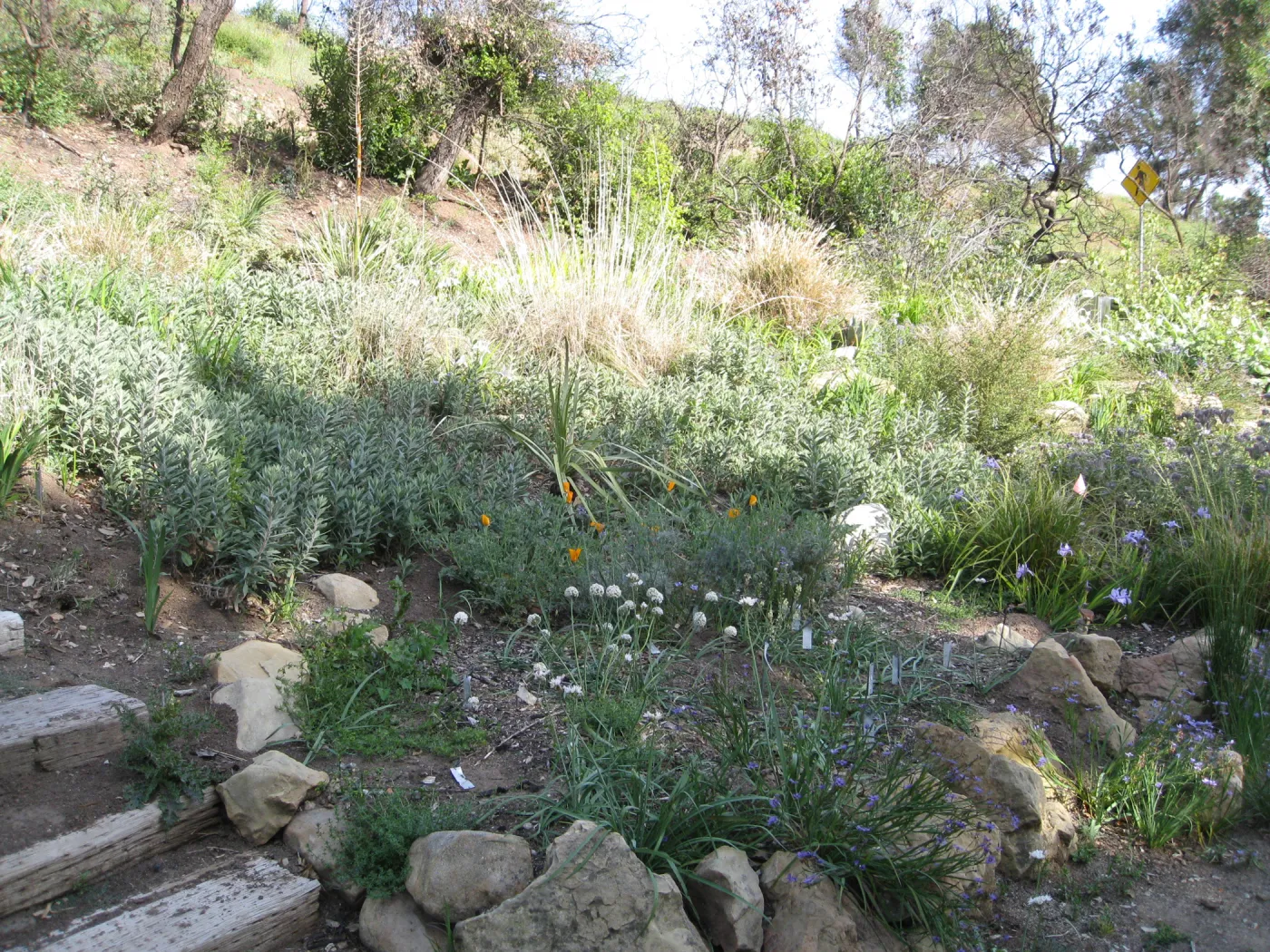 One year after Jesusita Fire. Bulb display in Meadow View